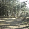 Delamere Forest