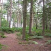 Delamere Forest Park, Cheshire