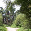 Delamere Forest