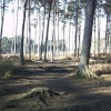Delamere Forest
