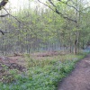 Binton Wood, Surrey
