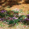 Wakehurst Place, West Sussex