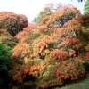 Wakehurst Place, West Sussex
