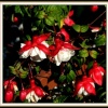 Flowers are prolific at Stapehill gardens, Dorset.  Here is one for Fuschia lovers.