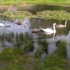 Great Limber, Lincolnshire, swans on the lake
