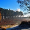 Pines near old shooting butts, Cannock Chase, Staffordshire
