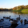 Ducks and Geese in Sefton Park - Autumn Afternoon. Liverpool