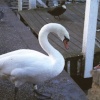 Picture of a very eager swan in Windsor.