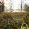 Morden Hall Park (10 Dec 2005)