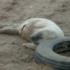 Donna Nook seal birthing area near North Somercotes.