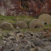 Abandoned mill stones,'Surprise View' near Hathersage, Peak District.
