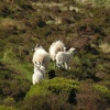 Moorland sheep with lambs on the the Roaches, Staffordshire - 