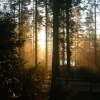 Early morning at centre Parcs, Longleat, Nr Warminster, Wiltshire