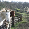 Rievaulx Abbey with horses, North York Moors.