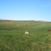 Early morning on The Gallops, Beckhampton.