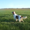 Running Free on The Gallops, Beckhampton