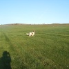 Enjoying the freedom of The Gallops, Beckhampton