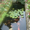 the koi pond in the courtyard, Amberley Castle