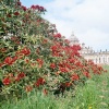A picture of Castle Howard