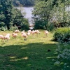 Harewood House in West Yorkshire - Bird Gardens, June 2005