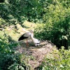 Harewood House in West Yorkshire - Bird Gardens, June 2005