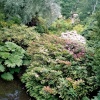 Harewood House in West Yorkshire - Himalayan Gardens, June 2005