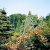 Harewood House in West Yorkshire - Himalayan Gardens, June 2005
