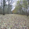 Friston Forest, Seaford