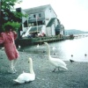 Swans, Bowness on Windermere