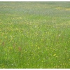 Field by the coastal path, Studland, Dorset.