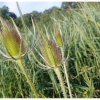 Three thistles at Radipole Lake, Weymouth, Dorset.