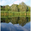 A wonderful reflection at Radipole Lake, Weymouth, Dorset.