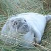 baby seal at Donna Nook December 2005