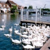 Swans meeting down the river Thames in Windsor, Berkshire
