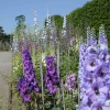 In the garden Castle Howard