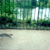 London - Hyde Park. A grey squirrel