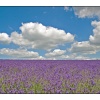 Lavendar Field in Snowshill, Gloucestershire - Taken 2004