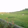 View of Brent Knoll village from burton row