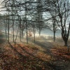 Robin wood country park. Gloucester. Taken Dec 2005