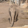 Baby Elephant at Chester Zoo. 2005