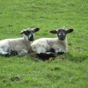 The joy's of spring in the Yorkshire dales