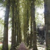 A line of trees leading to Wentworth Castle, Barnsley