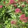 Hummingbird Hawkmoth taken 28th August 2005 in Yelden Bedfordshire