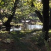 A stream in the New Forest - Autumn