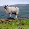 Sheep, surveying the land, over Hawes, Yorkshire Dales, Oct 05
