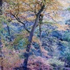 Blue bell wood at Askrigg