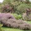 Glendurgan Gardens, Tree Heather in flower in March