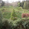 Glendurgan Gardens, the maze