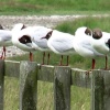 Birds of Lindisfarne, July 2005.
