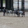 Donkey rides on the sea front at Blackpool.